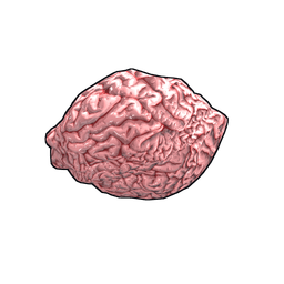Fresh Brain