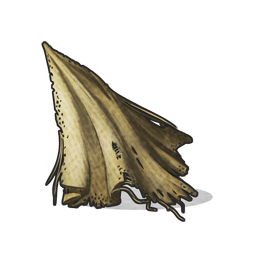 Cloth